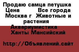 Продаю самца петушка › Цена ­ 700 - Все города, Москва г. Животные и растения » Аквариумистика   . Ханты-Мансийский